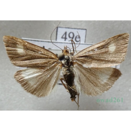 Udea alpinalis (Denis & Schiffermüller, 1775) Czech49e
